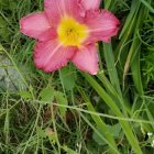 Woman's Face Merging with Green Foliage and Pink Lily