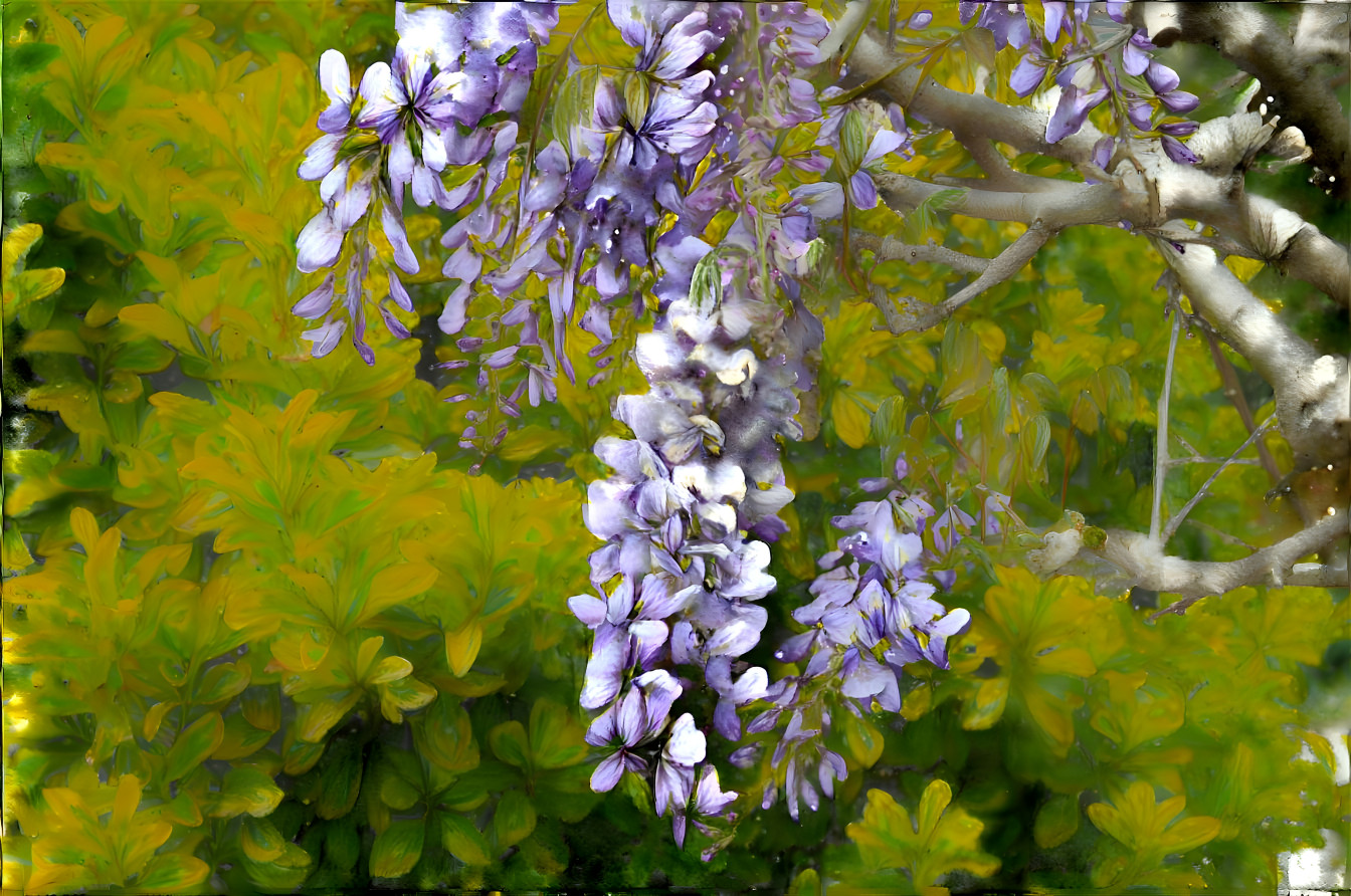 Wisteria