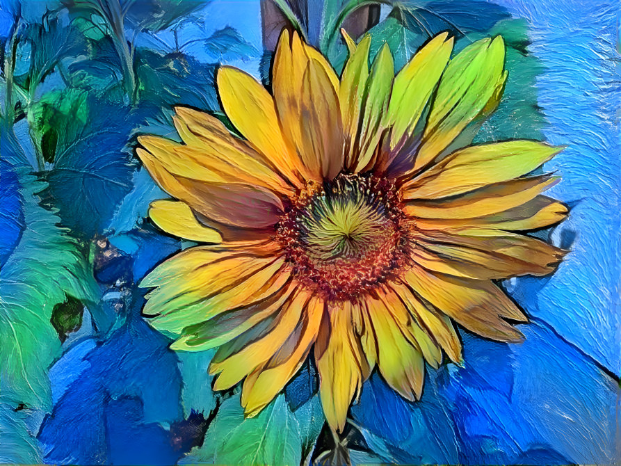 Sunflower 2