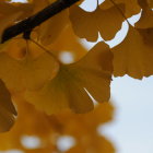 Autumnal golden leaves on soft background with branches and foliage patterns.