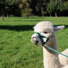 White alpaca and tiny unicorn in sunlit meadow with wildflowers