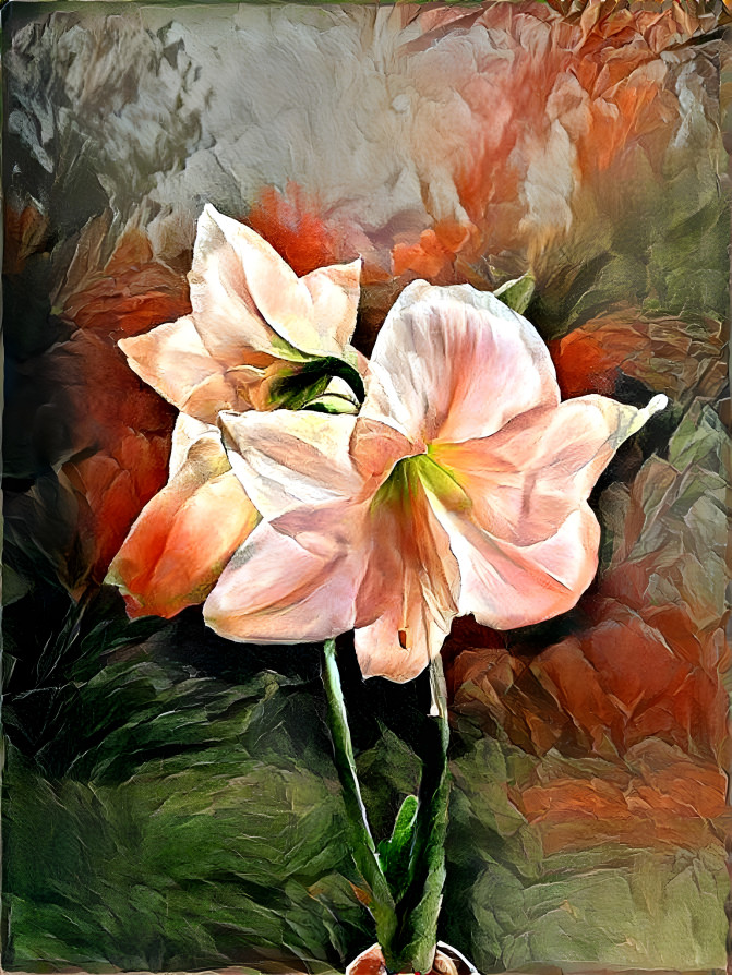 Amaryllis