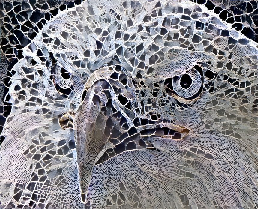 Weißkopfseeadler