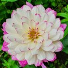 White and pink paper flower on green leafy background