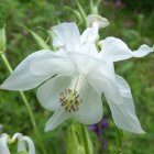 Curly-haired girl reading in white flower in magical meadow