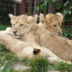 Two Cheetahs Resting in Lush Foliage with Blue and Yellow Flowers