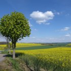 Colorful meadow with fruit tree and rolling hills under a bright sky