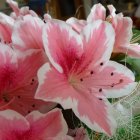 Detailed Pink and White Blooming Flowers on Dark Background