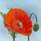 Colorful digital artwork featuring large orange poppy and stylized cacti.