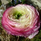 Colorful Layered Petal Flowers in Pink and Teal Gradient on Dark Background