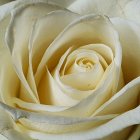 Yellow rose with water droplets and sparkling particles.