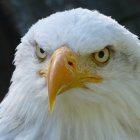 Detailed White Eagle Illustration with Blue Patterns on Feathers