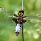 Colorful Dragonfly with Intricate Wing Patterns Resting on Green Plant