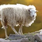 Colorful Sheep Illustration in Flower-Filled Meadow