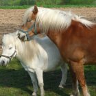 Two galloping horses among blooming flowers: white and chestnut with flowing manes.