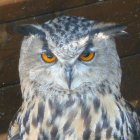 Realistic owl illustration with captivating eyes and detailed plumage on intertwined branches backdrop.