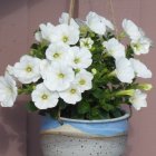 Iridescent White Flowers in Blue and Gold Vase