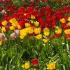 Colorful Garden Scene with Flowers and Birds in Lush Greenery