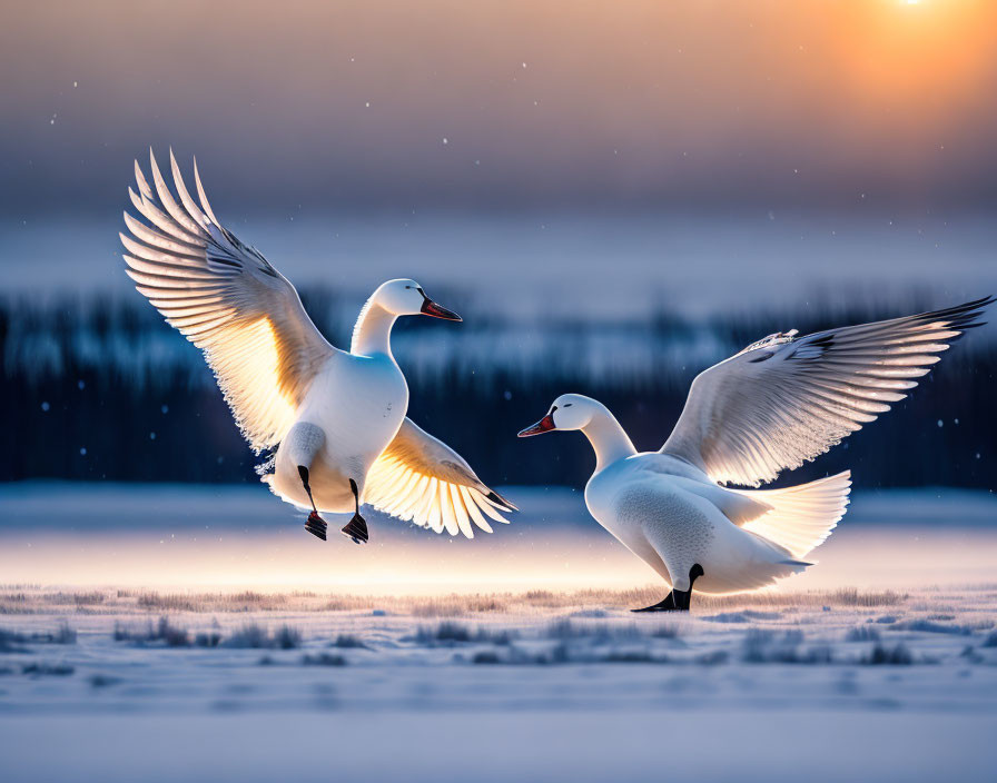 Swans in snowy landscape at dusk with one in mid-air