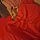 Brown dog with perked-up ears in bright orange blankets