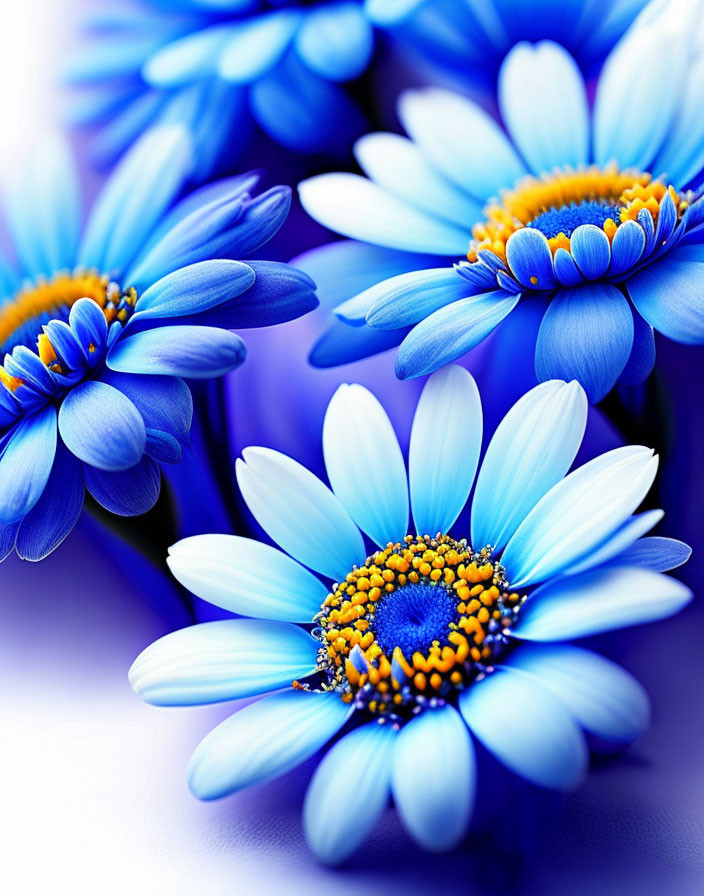 Colorful Blue Daisies on Purple Background: Detailed Petals & Yellow Centers