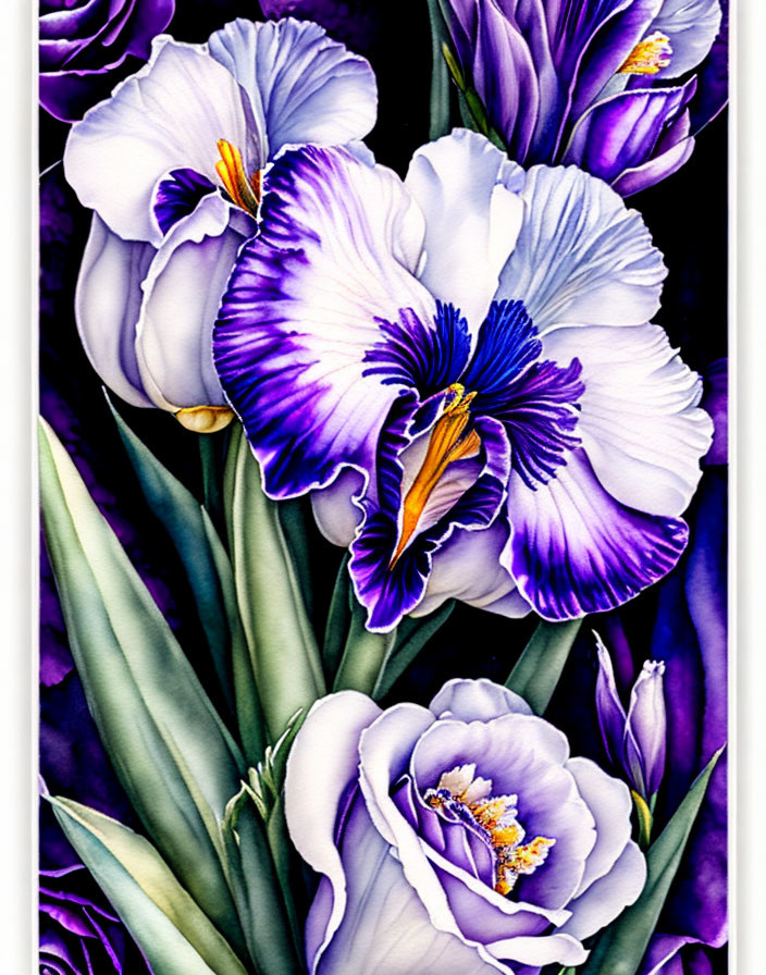 Colorful Painting of Purple and White Iris Flowers on Dark Background