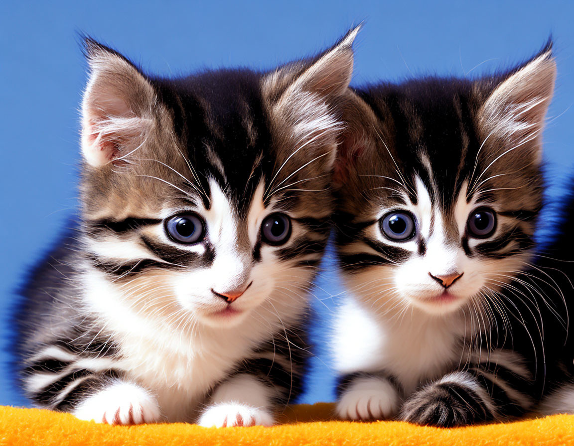 Adorable black and white kittens with blue eyes on orange surface