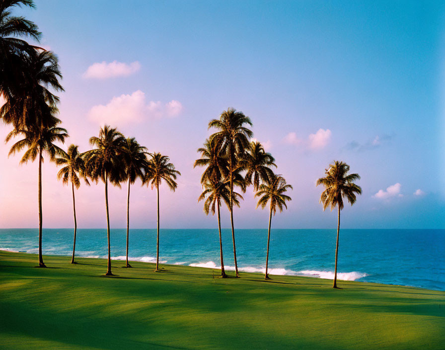 Tropical beach scene with palm trees and gentle waves