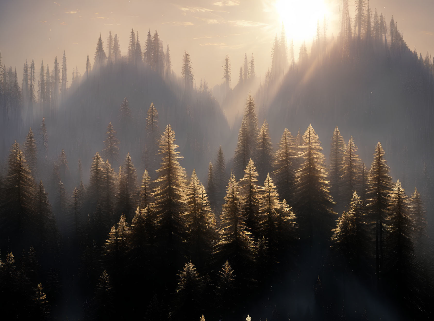 Misty pine forest with sunlight and mountain silhouettes