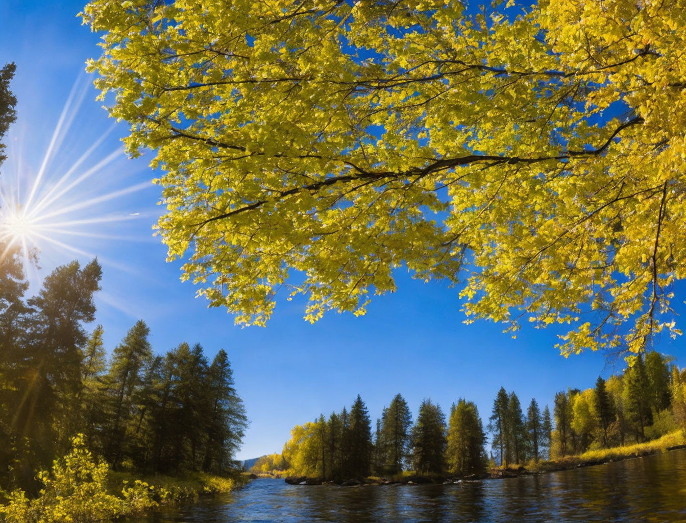 Autumn scene: Yellow leaves, blue sky, sunburst, river, evergreen trees