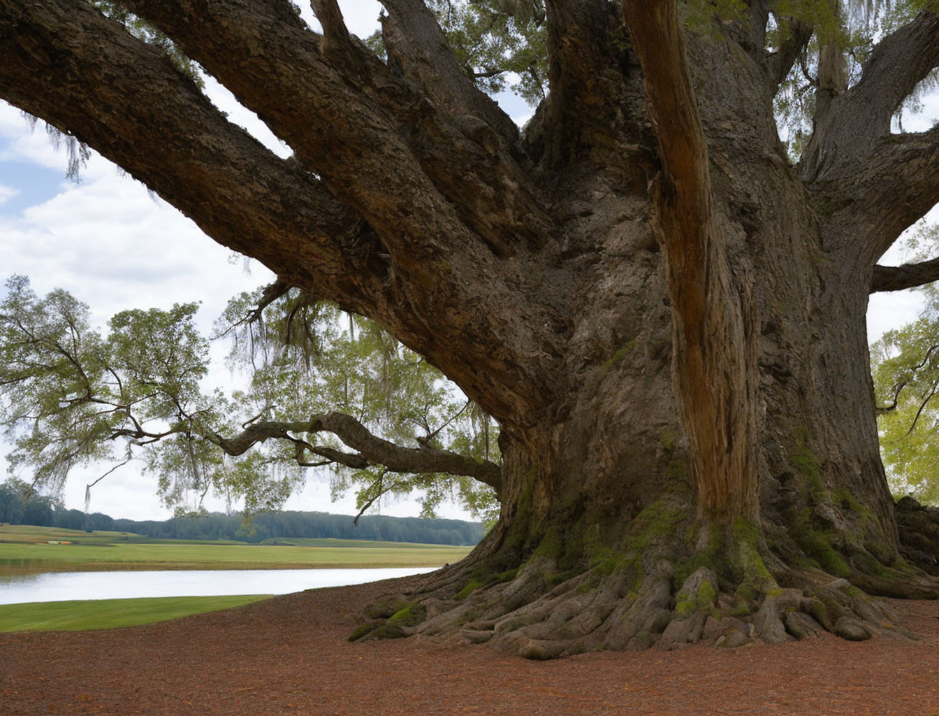 Majestic ancient tree with sprawling roots and massive trunk in serene landscape