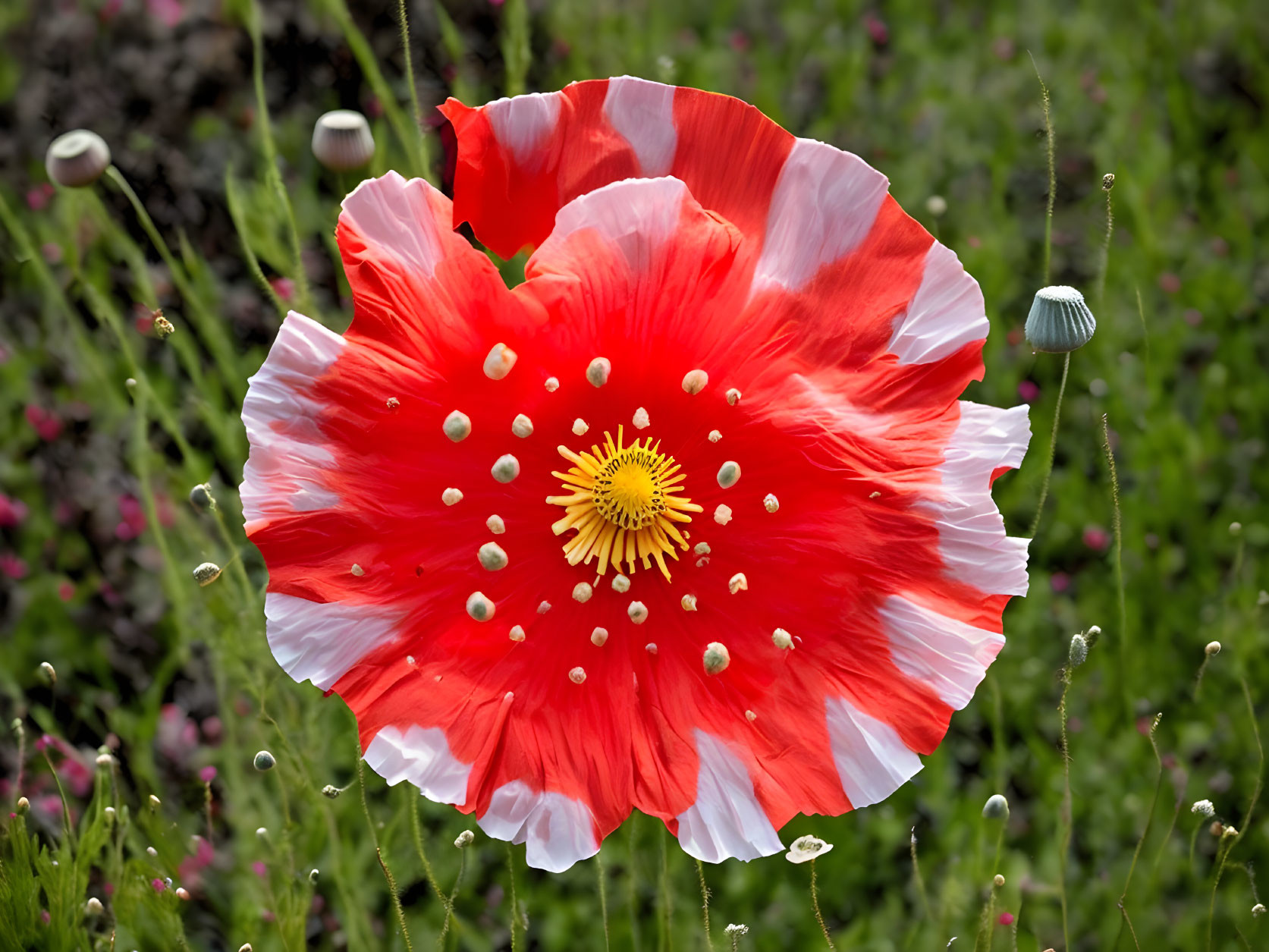 Colorful Poppy Flower Blooming Among Greenery