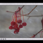 Framed painting of red berries on branch with leaves against blue-gray background