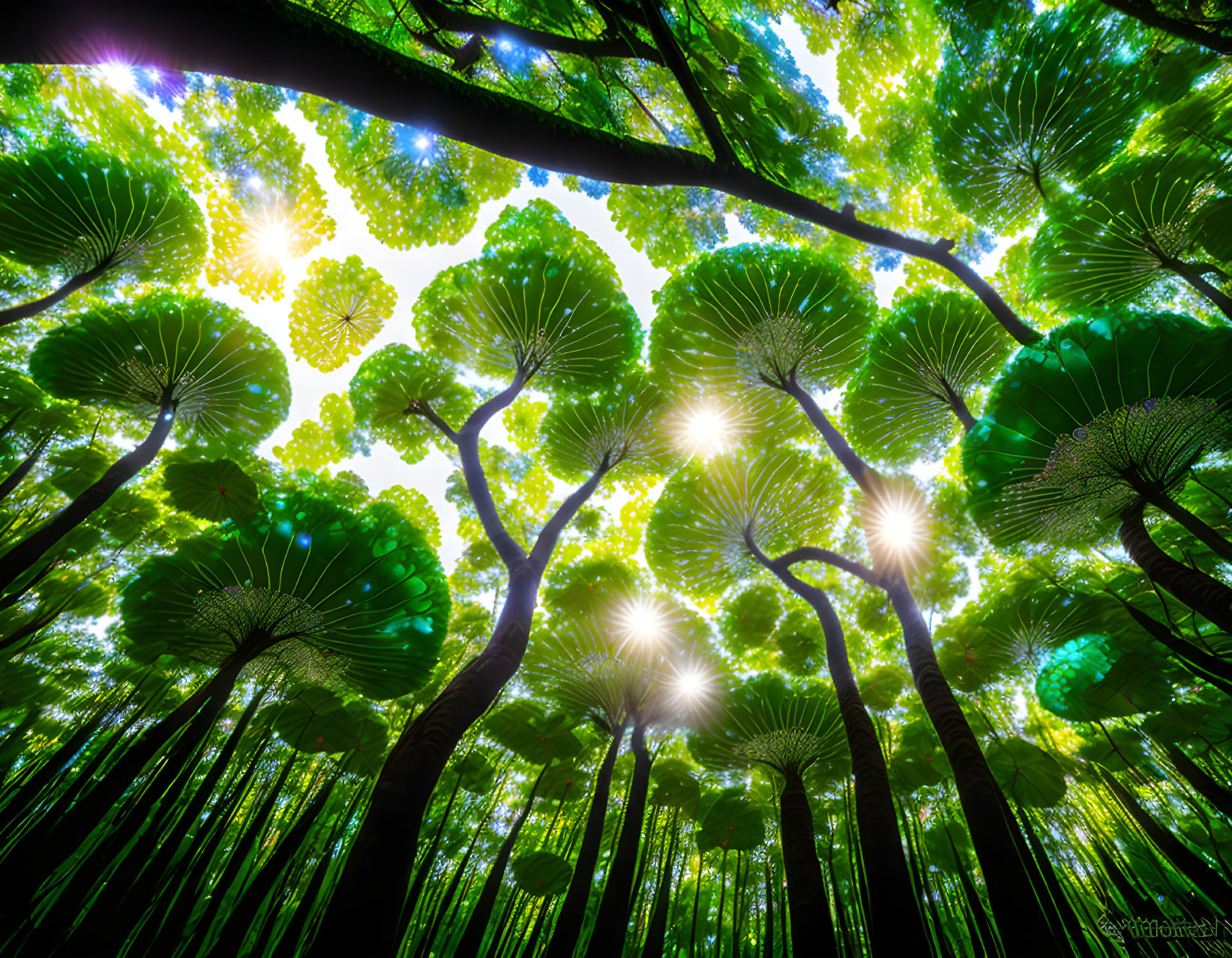 Lush forest canopy with sunbeams and green foliage