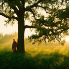 Person Walking Under Large Tree with Birds in Serene Forest at Sunset