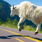 White mountain goat skateboarding in mountain scenery