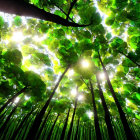 Lush forest canopy with sunbeams and green foliage