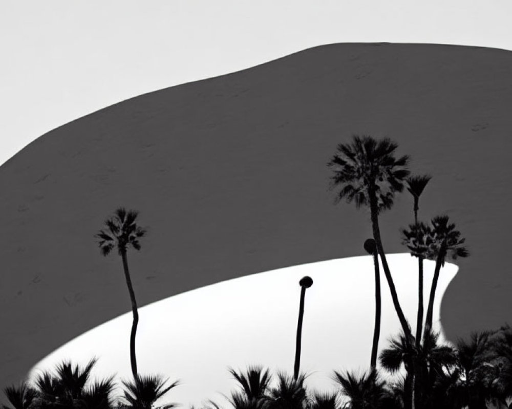 Palm tree silhouettes against curved structure at dusk