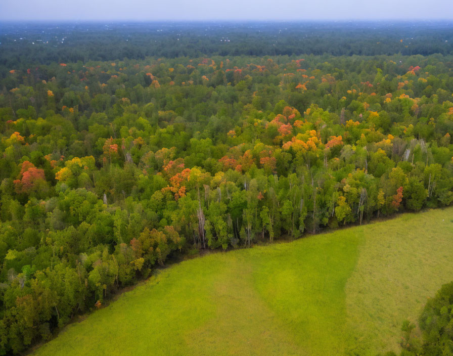 Lush Forest with Green and Autumn Foliage Near Green Clearing