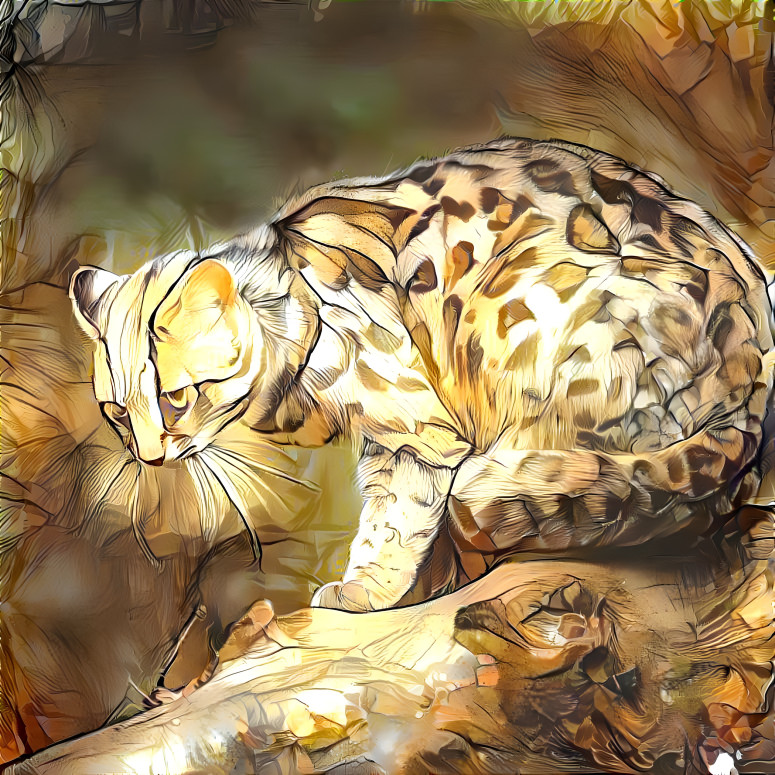 Ocelot 