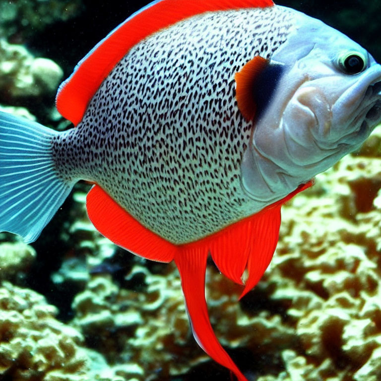 Colorful Fish with Red Fins and Patterned Body Swimming by Coral Reef