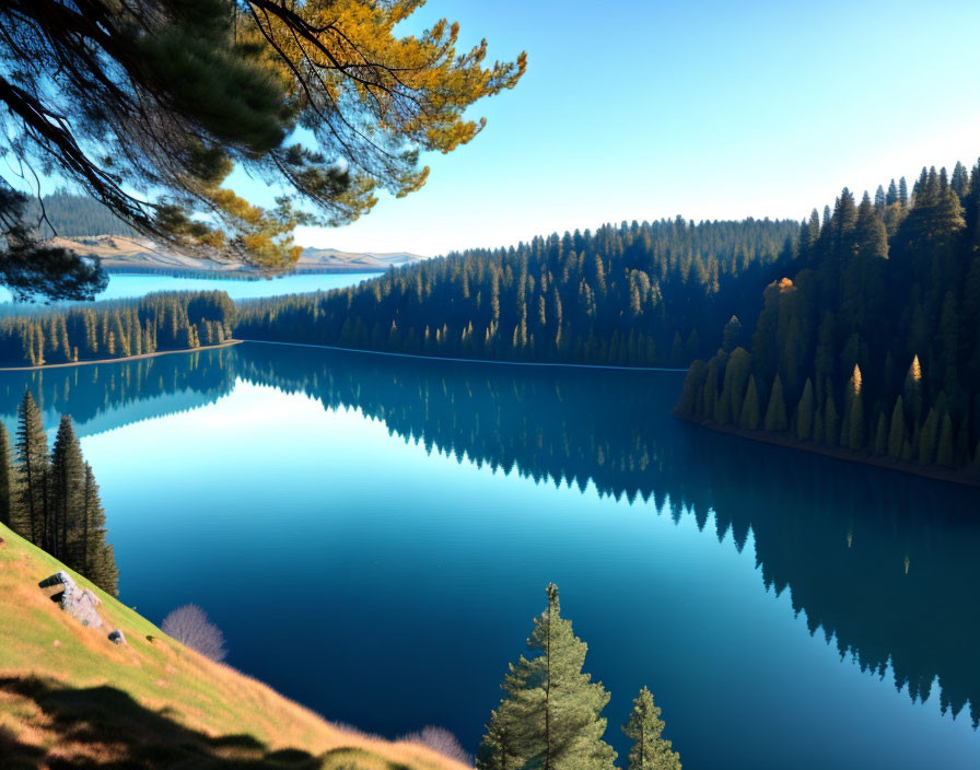 Serene Lake Reflecting Coniferous Forest and Blue Sky