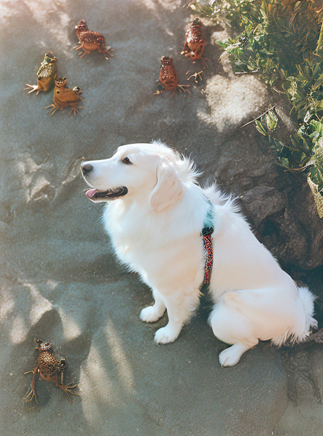 White Dog with Crabs on Sandy Ground in Sunlight