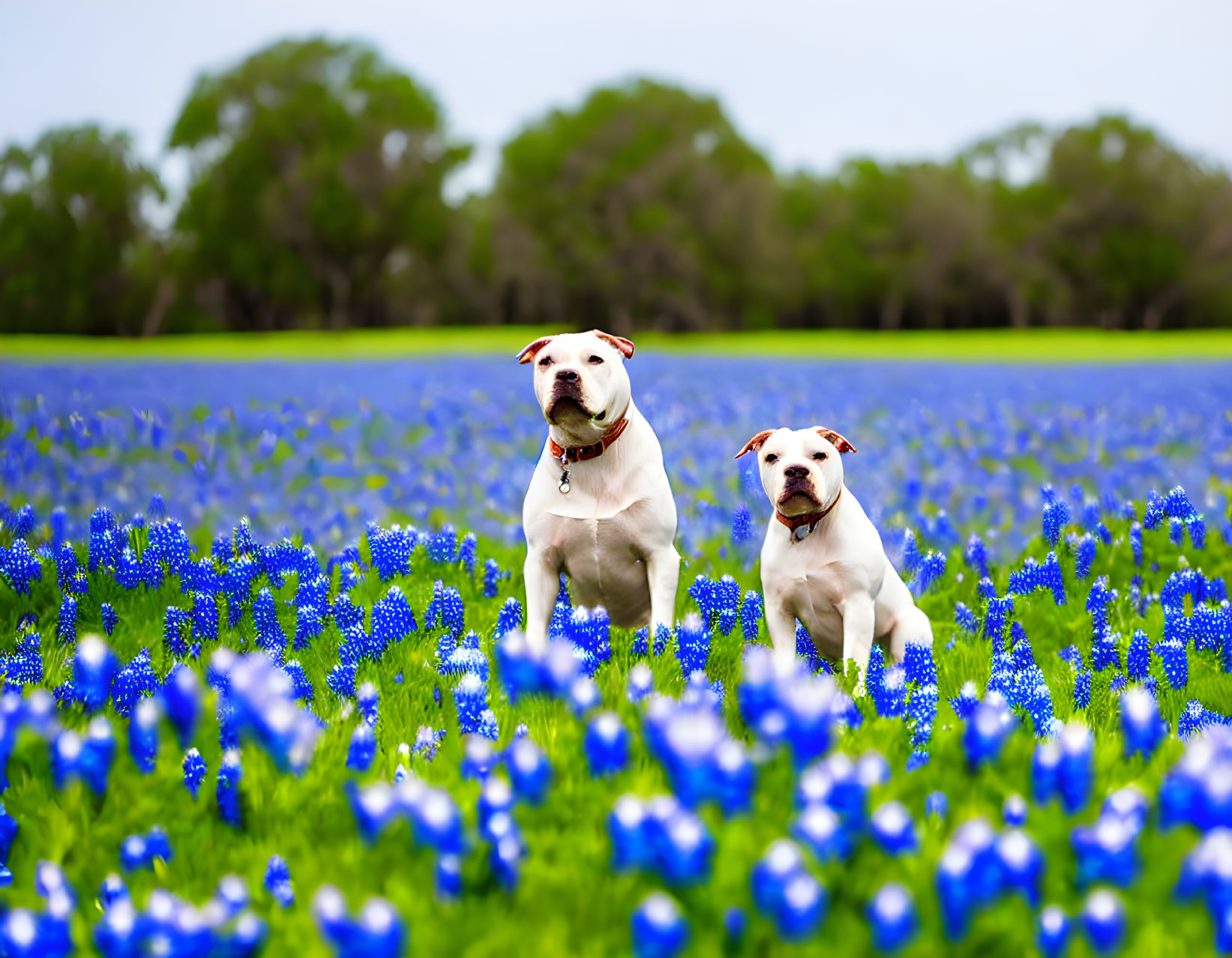 White Dogs Sitting in Bluebonnet Field with Trees