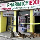 Three cats in front of pharmacy with yellow & red signboard.