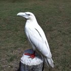 White raven on frosty railing with snowy castle at twilight