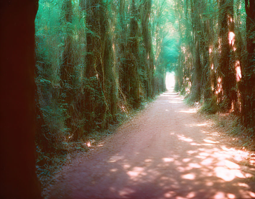 Tranquil Forest Path with Overhanging Green Foliage