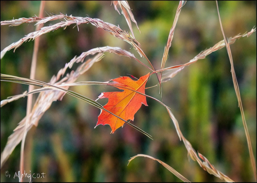 Vibrant orange-red maple leaf in golden grass with blurred green backdrop