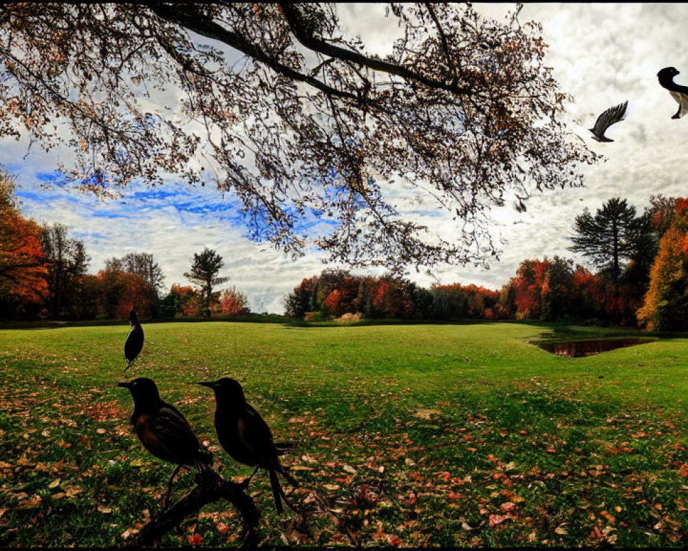 Vibrant Trees and Serene Field in Autumn Park Scene