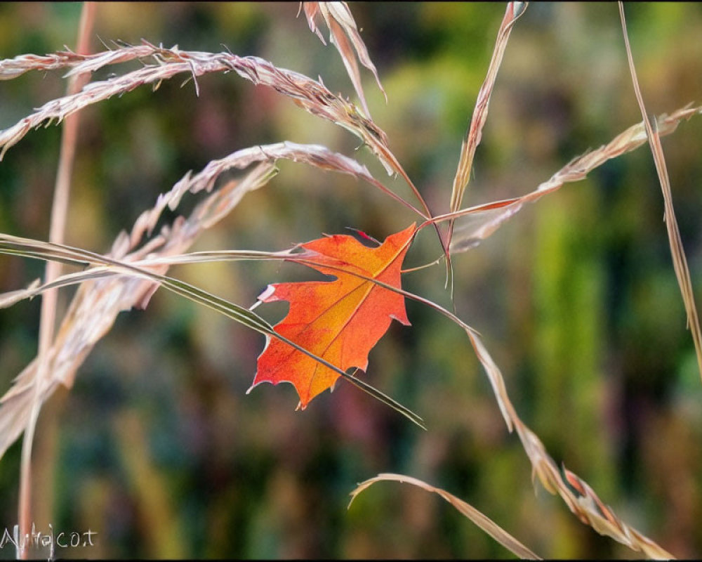 Vibrant orange-red maple leaf in golden grass with blurred green backdrop